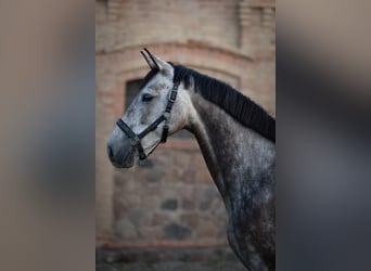 Polnisches Sportpferd, Stute, 6 Jahre, Schimmel