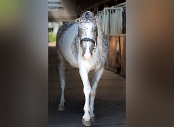 Polnisches Sportpferd, Stute, 7 Jahre, 160 cm