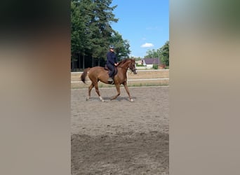 Polnisches Sportpferd, Stute, 7 Jahre, 162 cm, Fuchs