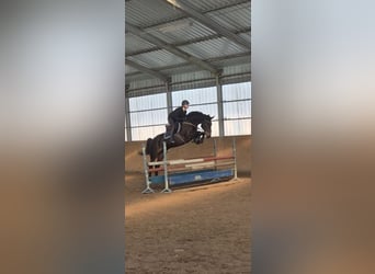 Polnisches Sportpferd, Stute, 7 Jahre, 168 cm, Dunkelbrauner