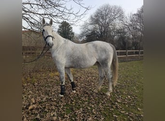 Polnisches Sportpferd, Stute, 7 Jahre, 170 cm, Schimmel