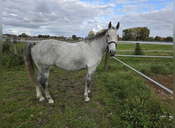 Polnisches Sportpferd, Stute, 7 Jahre, 170 cm, Schimmel