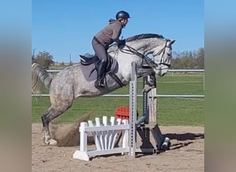 Polnisches Sportpferd, Stute, 7 Jahre, 170 cm, Schimmel