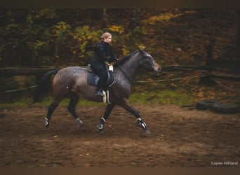 Polnisches Sportpferd, Stute, 7 Jahre, 178 cm, Tigerschecke