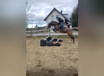 Polnisches Sportpferd, Stute, 7 Jahre, 178 cm, Tigerschecke