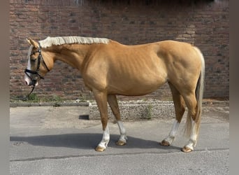 Polnisches Sportpferd, Stute, 8 Jahre, 155 cm, Falbe