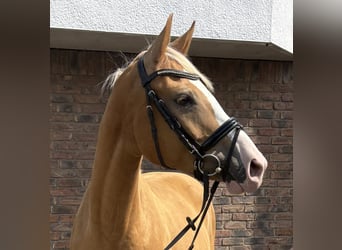 Polnisches Sportpferd, Stute, 8 Jahre, 155 cm, Falbe