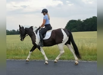 Polnisches Sportpferd, Stute, 8 Jahre, 160 cm
