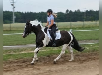 Polnisches Sportpferd, Stute, 8 Jahre, 160 cm