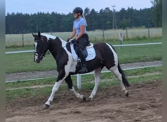 Polnisches Sportpferd, Stute, 8 Jahre, 160 cm