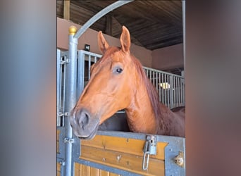 Polnisches Sportpferd, Stute, 8 Jahre, 165 cm, Hellbrauner