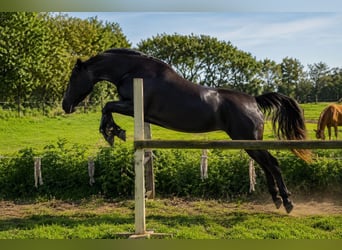 Polnisches Sportpferd, Stute, 8 Jahre, 170 cm, Rappe