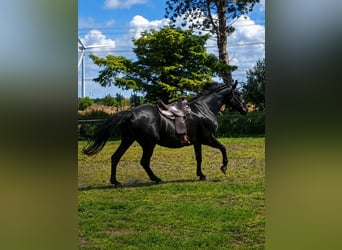 Polnisches Sportpferd, Stute, 8 Jahre, 170 cm, Rappe