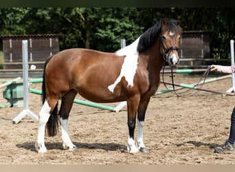 Polnisches Sportpferd Mix, Stute, 9 Jahre, 153 cm, Schecke