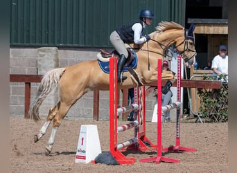 Polnisches Sportpferd, Stute, 9 Jahre, 163 cm, Palomino