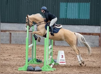 Polnisches Sportpferd, Stute, 9 Jahre, 163 cm, Palomino