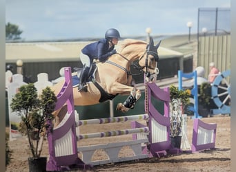 Polnisches Sportpferd, Stute, 9 Jahre, 163 cm, Palomino