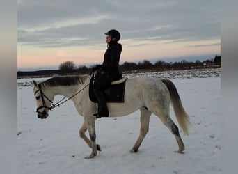 Polnisches Sportpferd, Stute, 9 Jahre, 163 cm, Schimmel