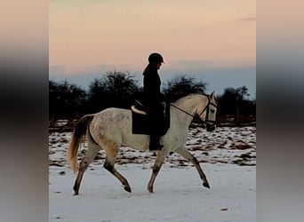 Polnisches Sportpferd, Stute, 9 Jahre, 163 cm, Schimmel