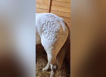 Polnisches Sportpferd, Stute, 9 Jahre, 163 cm, Schimmel