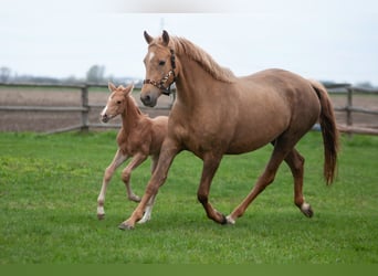Polnisches Sportpferd, Stute, 9 Jahre, 166 cm, Palomino