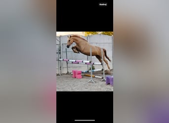 Polnisches Sportpferd, Stute, 9 Jahre, 166 cm, Palomino