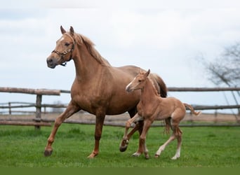 Polnisches Sportpferd, Stute, 9 Jahre, 166 cm, Palomino