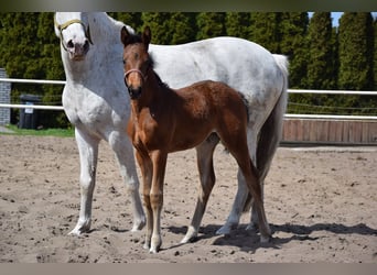 Polnisches Sportpferd, Stute, Fohlen (03/2026), 165 cm, Brauner