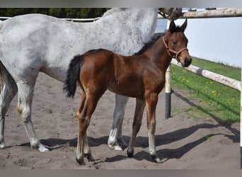 Polnisches Sportpferd, Stute, Fohlen (03/2026), 165 cm, Brauner
