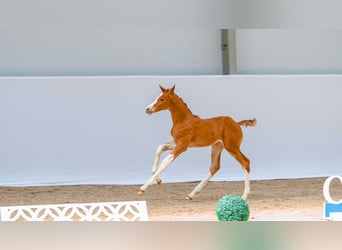 Polnisches Sportpferd, Stute, Fohlen (05/2026), Dunkelfuchs