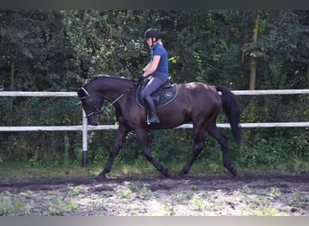 Polnisches Sportpferd, Wallach, 10 Jahre, 167 cm, Rappe