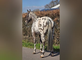 Polnisches Sportpferd, Wallach, 10 Jahre, 168 cm, Tigerschecke