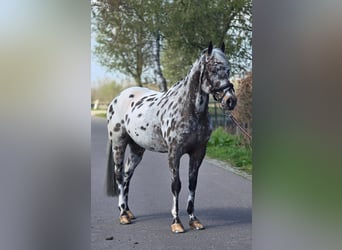 Polnisches Sportpferd, Wallach, 10 Jahre, 168 cm, Tigerschecke