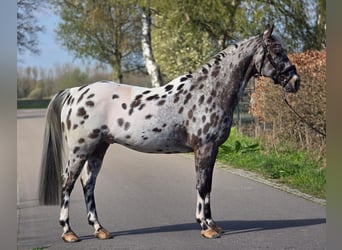 Polnisches Sportpferd, Wallach, 10 Jahre, 168 cm, Tigerschecke