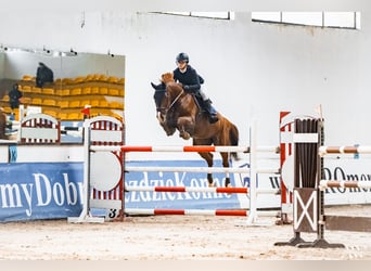 Polnisches Sportpferd, Wallach, 10 Jahre, 173 cm, Fuchs