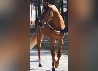 Polnisches Sportpferd, Wallach, 10 Jahre, 173 cm, Fuchs