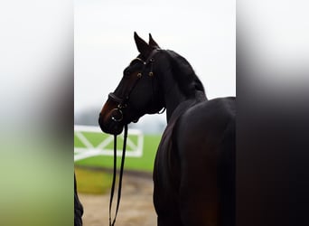 Polnisches Sportpferd, Wallach, 10 Jahre, 173 cm, Rotbrauner