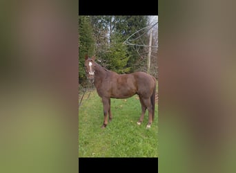 Polnisches Sportpferd Mix, Wallach, 11 Jahre, 149 cm, Dunkelfuchs