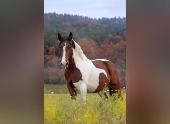 Polnisches Sportpferd, Wallach, 11 Jahre, 160 cm, Schecke