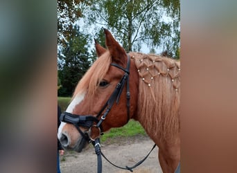 Polnisches Sportpferd, Wallach, 11 Jahre, 160 cm, Schecke