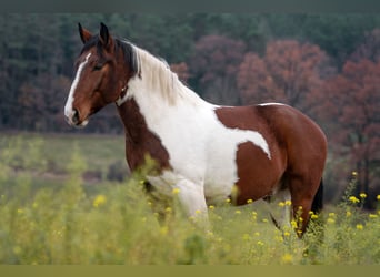 Polnisches Sportpferd, Wallach, 11 Jahre, 160 cm, Schecke