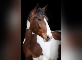 Polnisches Sportpferd, Wallach, 11 Jahre, 160 cm, Schecke