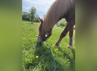 Polnisches Sportpferd, Wallach, 11 Jahre, 160 cm, Schecke
