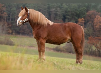 Polnisches Sportpferd, Wallach, 11 Jahre, 160 cm, Schecke