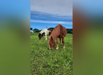 Polnisches Sportpferd, Wallach, 11 Jahre, 160 cm, Schecke