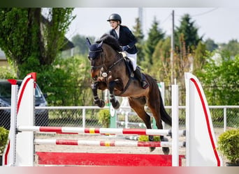 Polnisches Sportpferd, Wallach, 11 Jahre, 167 cm, Dunkelbrauner