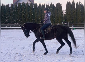 Polnisches Sportpferd, Wallach, 11 Jahre, 167 cm