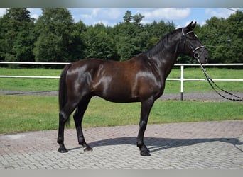 Polnisches Sportpferd, Wallach, 11 Jahre, 167 cm, Rappe