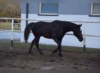 Polnisches Sportpferd, Wallach, 11 Jahre, 167 cm, Schwarzbrauner