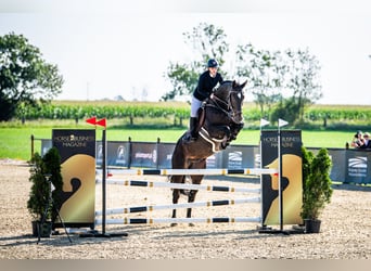 Polnisches Sportpferd, Wallach, 11 Jahre, 178 cm, Dunkelbrauner